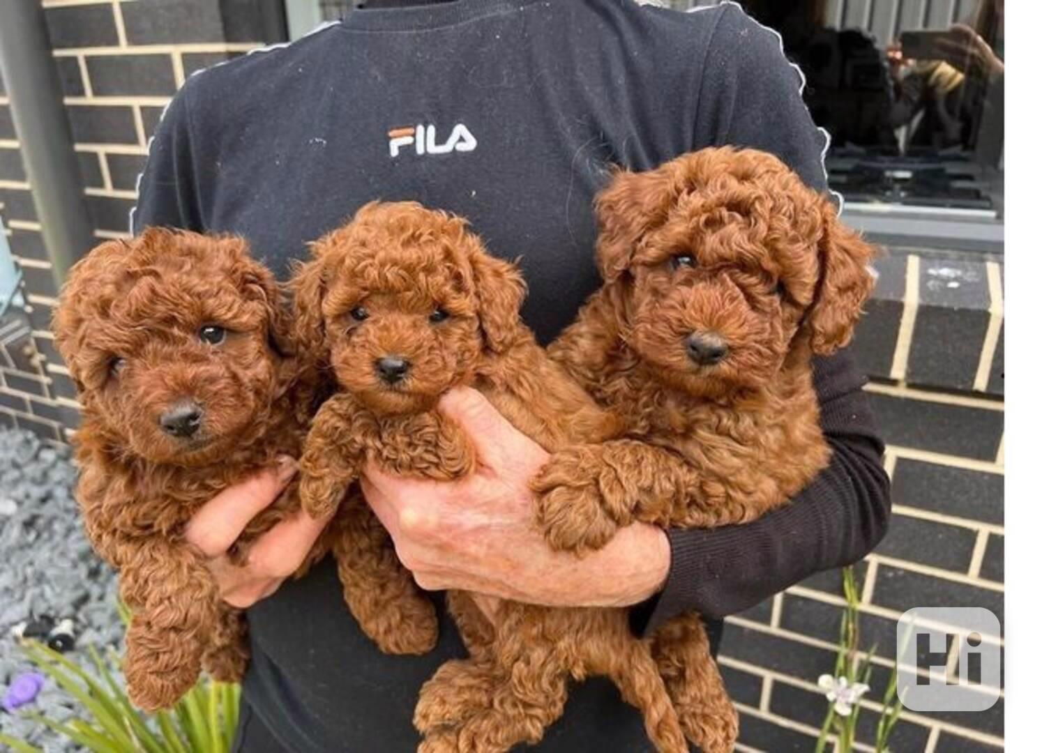 štěňátka pudl k adopci zdarma - foto 1