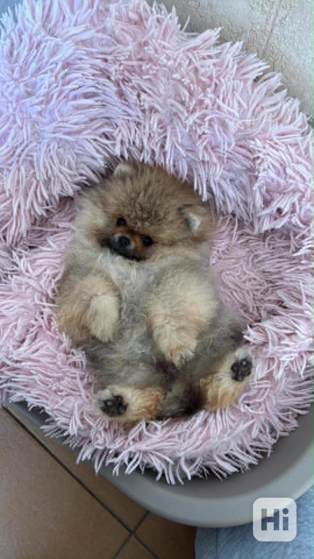 POmeranian - foto 1