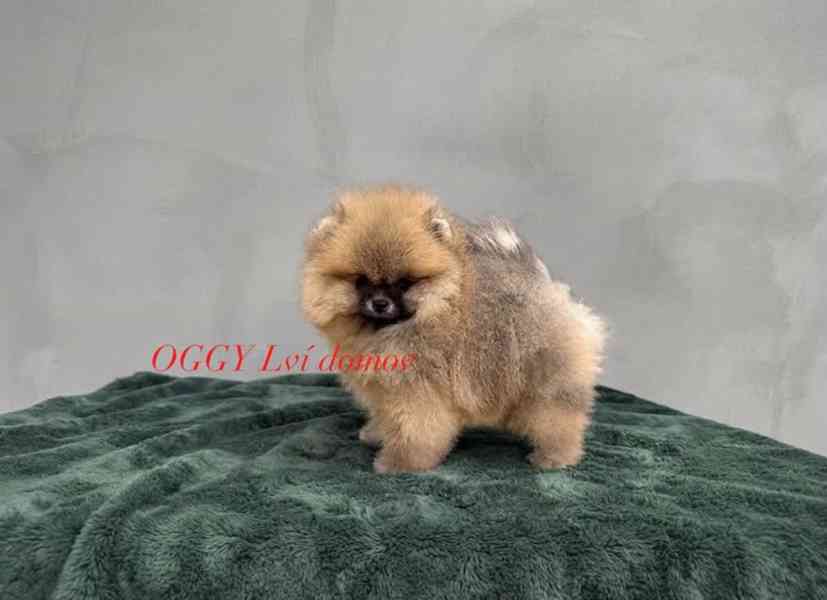 POmeranian - foto 3