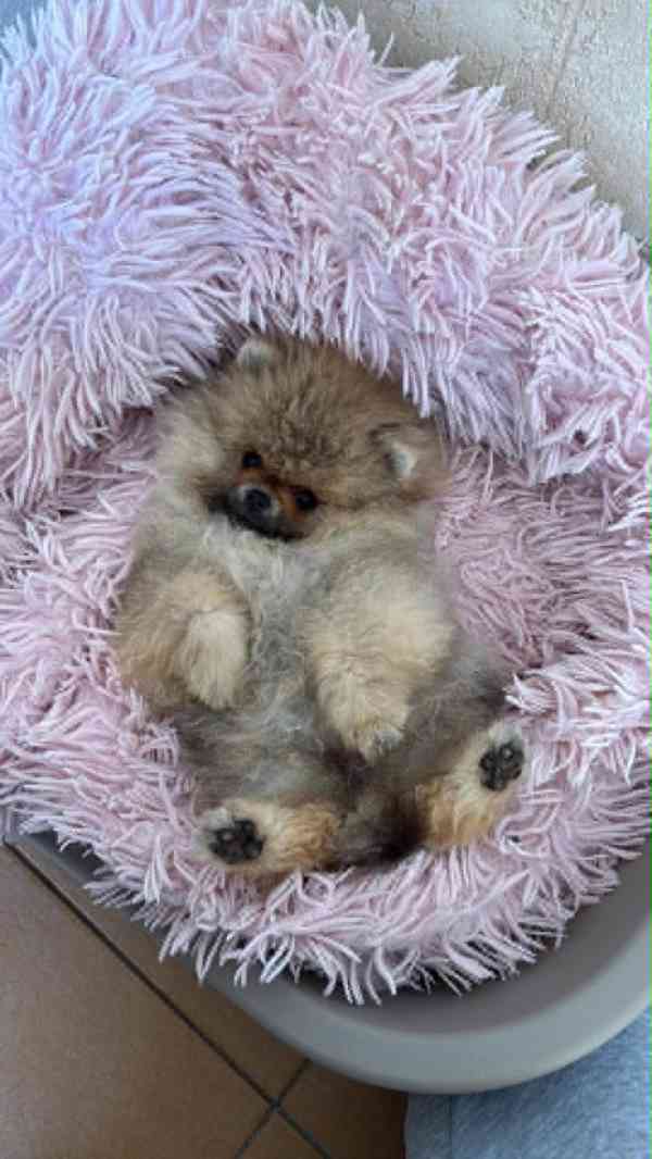 POmeranian - foto 1