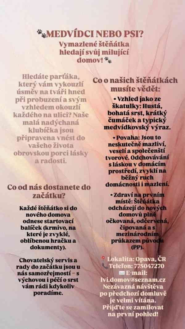 POmeranian - foto 2