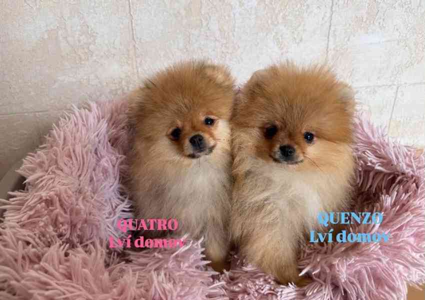 POmeranian - foto 4
