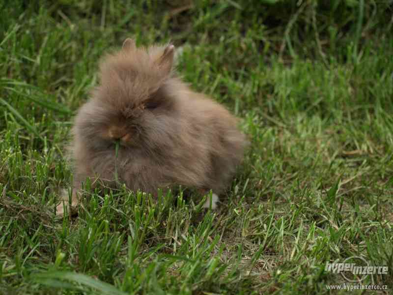 zakrslí teddy - foto 1