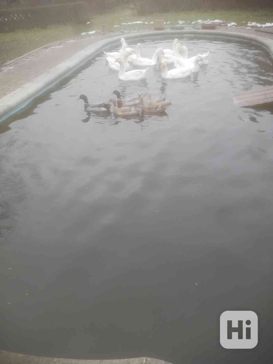 VELKÁ BÍLÁ HUSA - foto 1