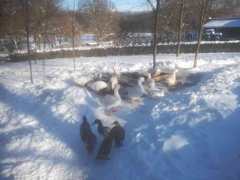 VELKÁ BÍLÁ HUSA - foto 2