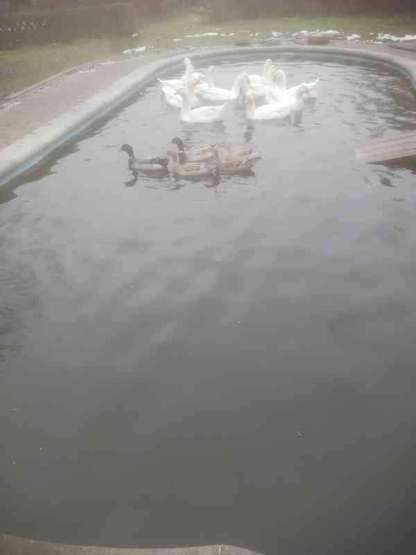 VELKÁ BÍLÁ HUSA - foto 1