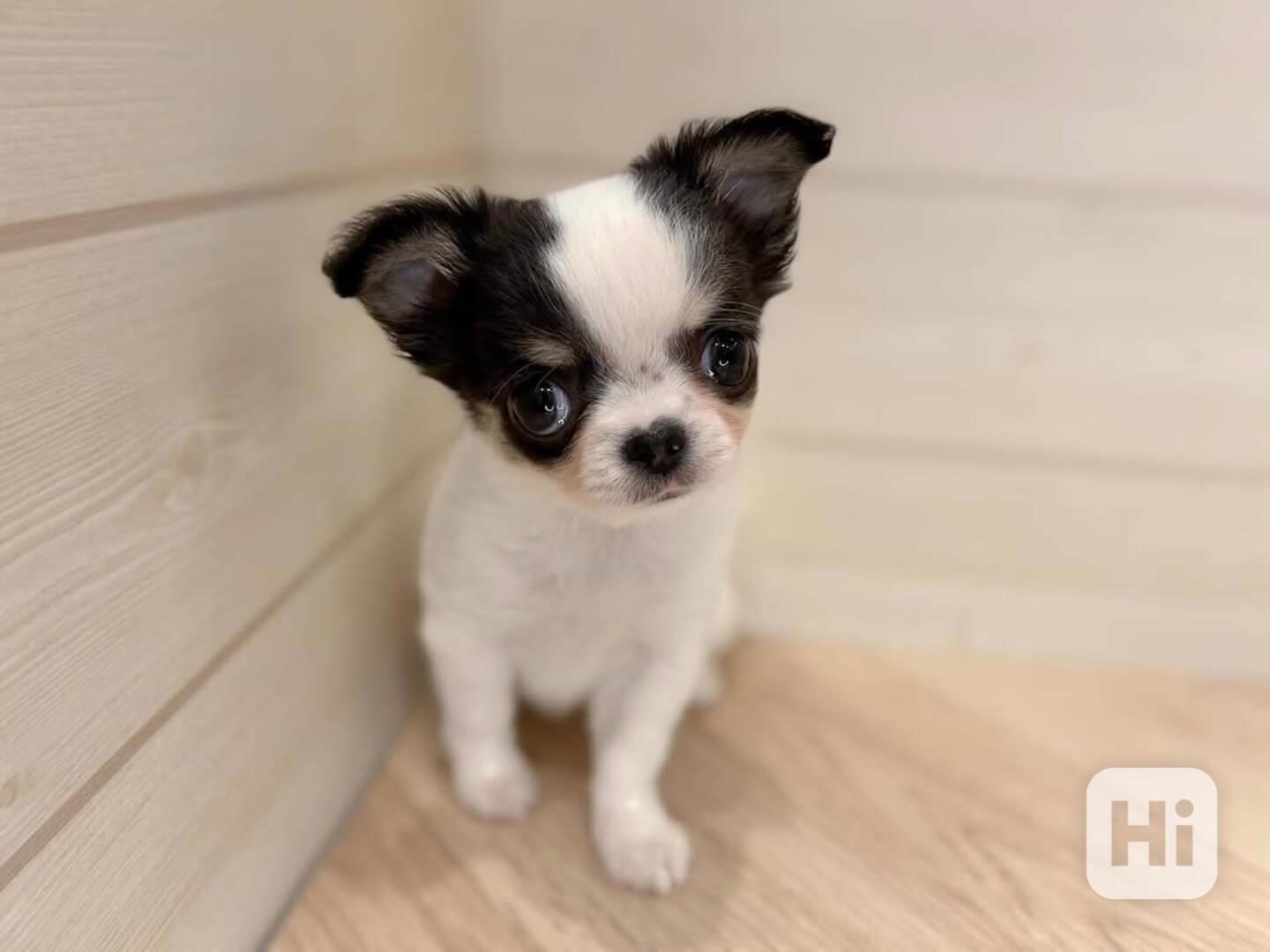 Štěně čivavy k adopci - foto 1