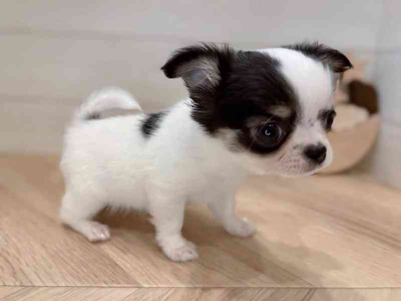 Štěně čivavy k adopci - foto 2