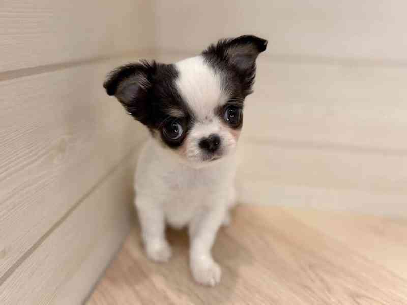 Štěně čivavy k adopci - foto 1