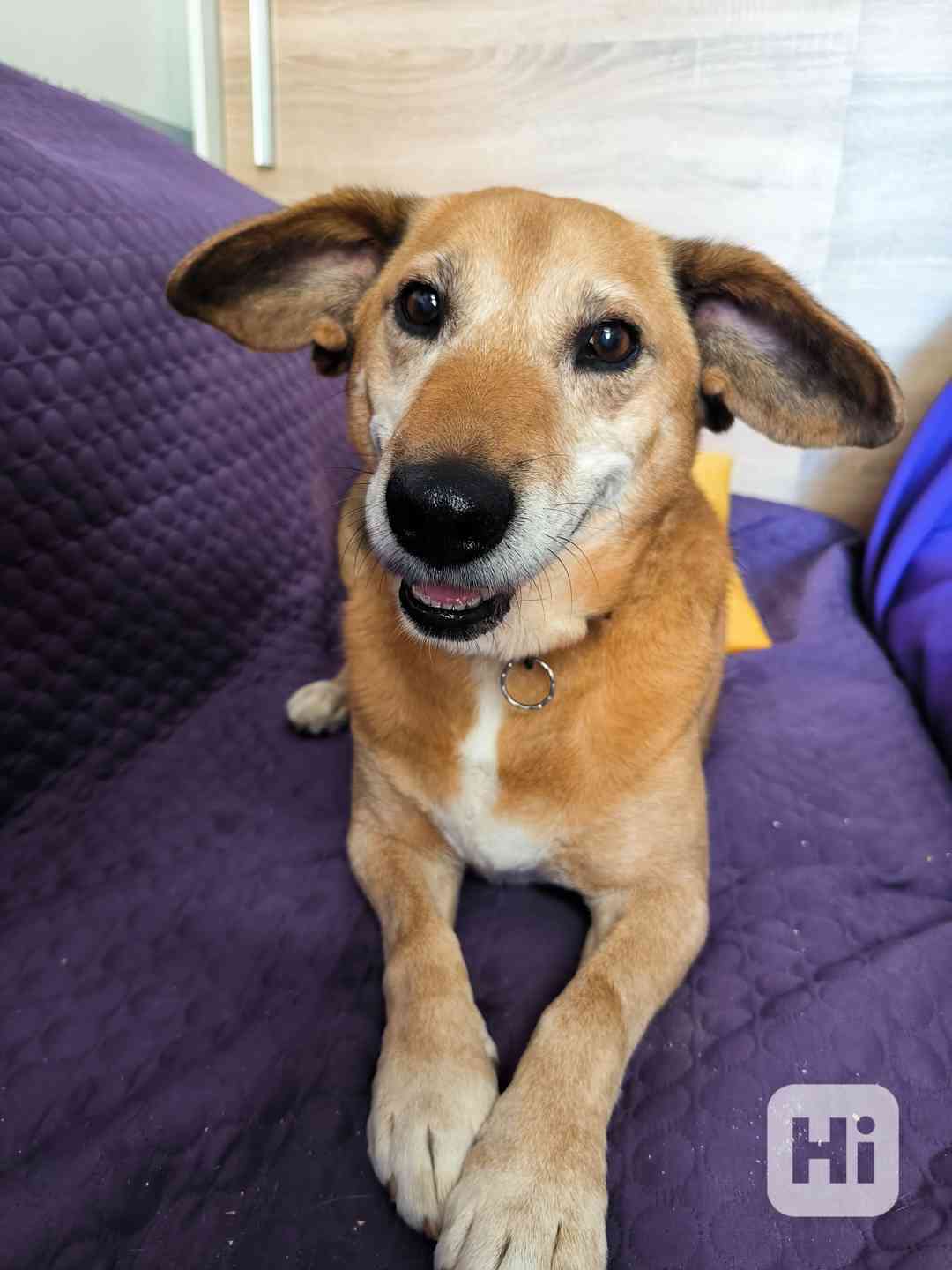 Pan Brokolička - pejsek k adopci - foto 1