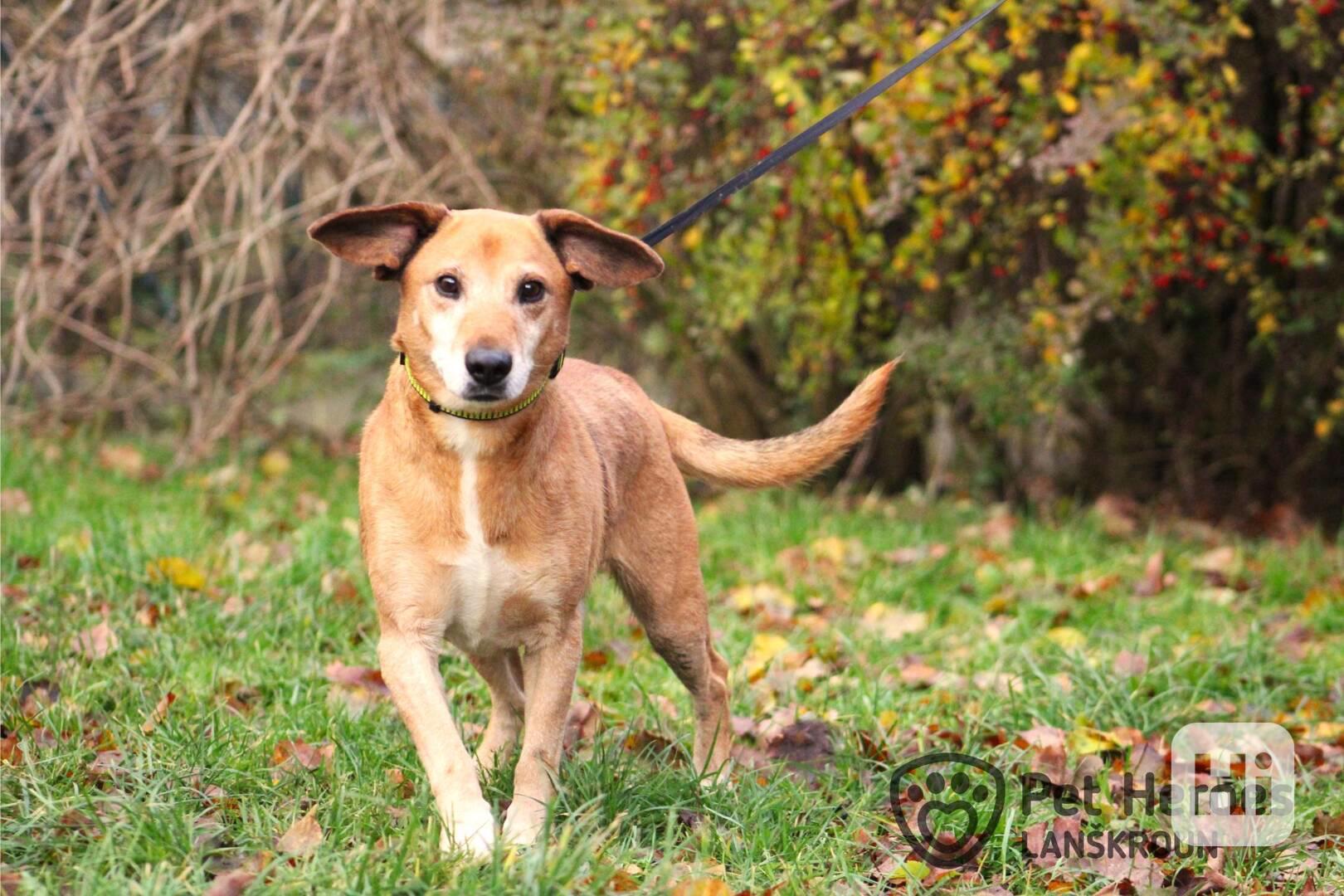 Pan Brokolička - pejsek k adopci - foto 1