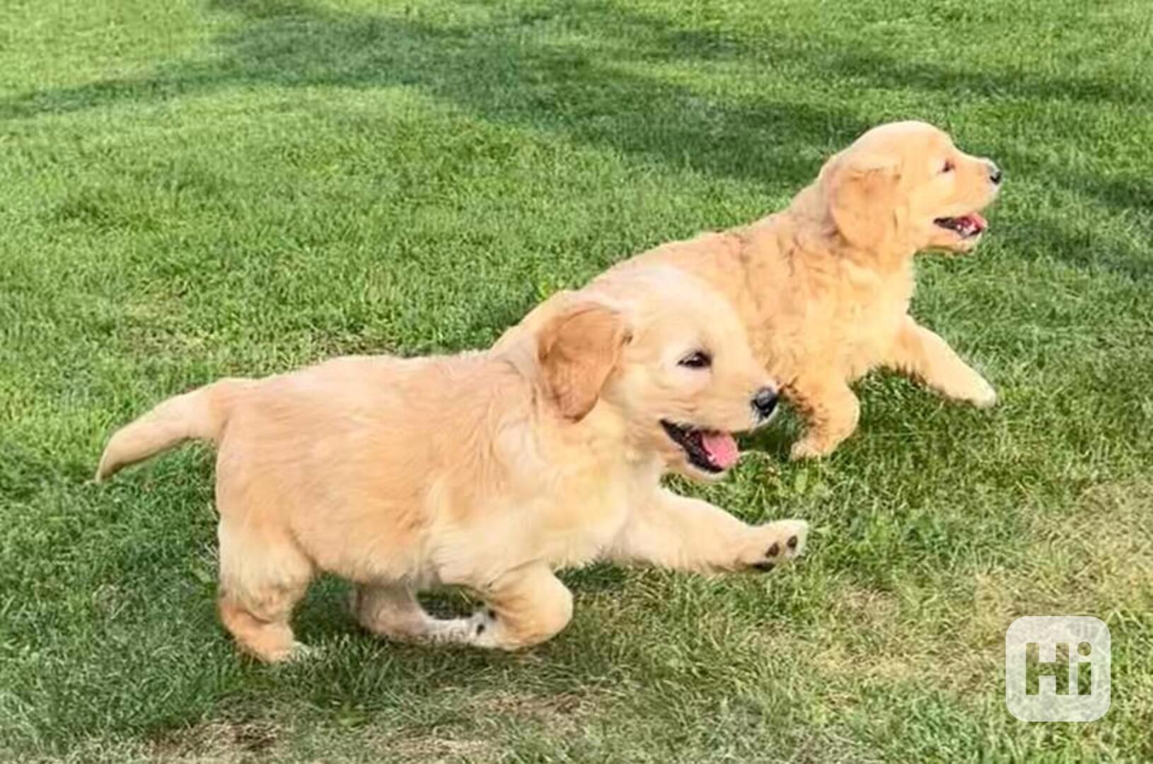 štěňata zlatého retrívra k adopci - foto 1