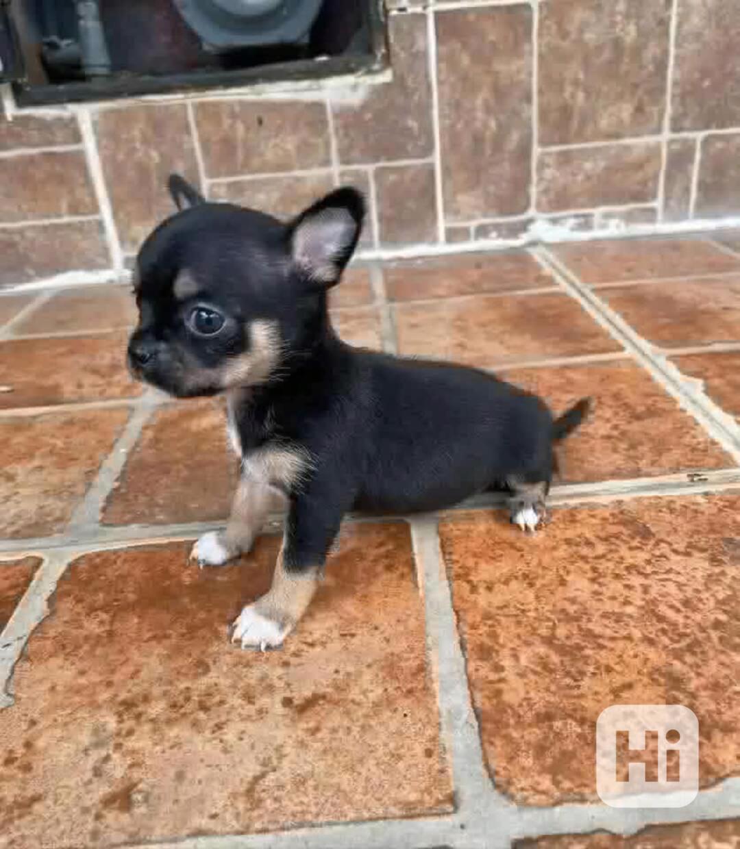 Štěňata čivavy - foto 1