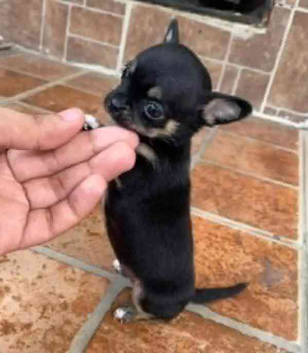 Štěňata čivavy - foto 2