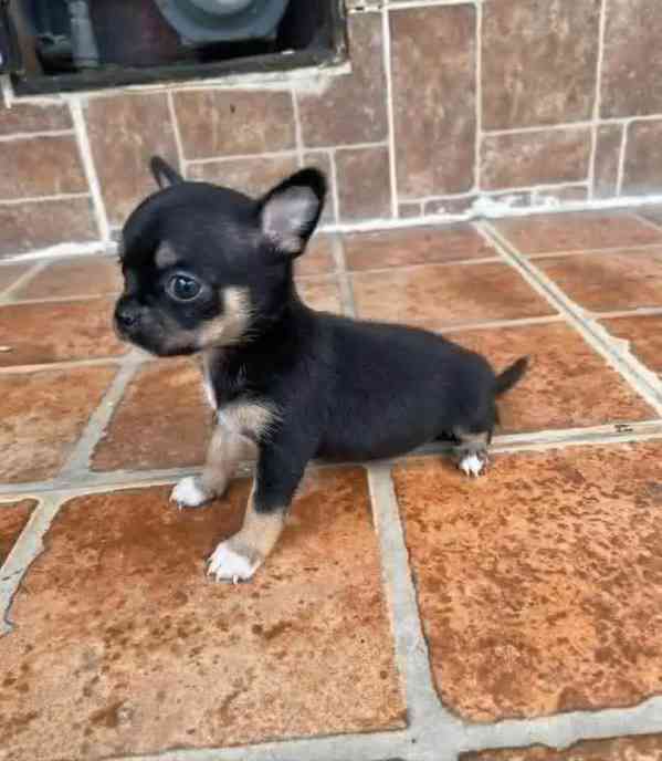 Štěňata čivavy - foto 1