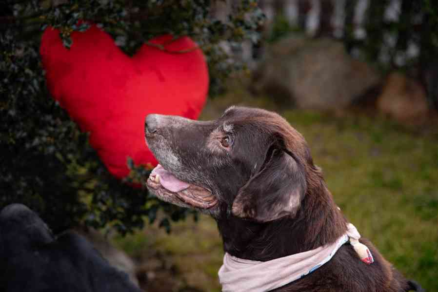 MÉĎA - Labrador 43 kg, kastrovaný psík 9 let - foto 4