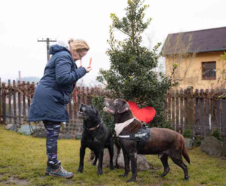 MÉĎA - Labrador 43 kg, kastrovaný psík 9 let - foto 2