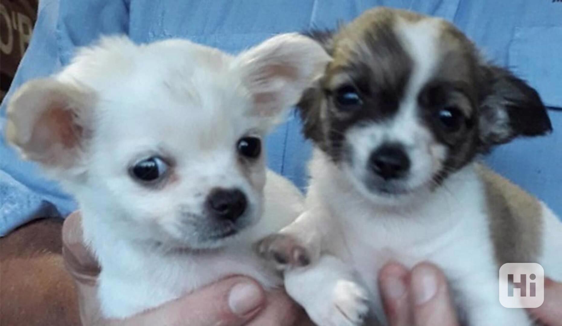 Štěňata čivavy k adopci - foto 1