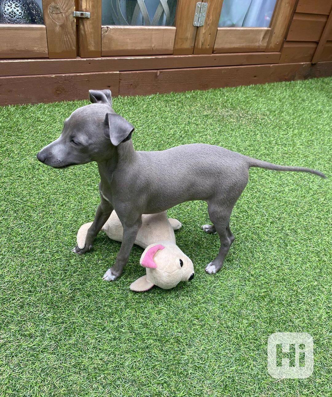 štěňata chrtů - foto 1