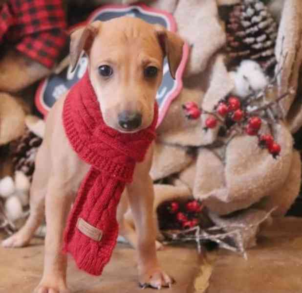 štěňata chrtů - foto 2