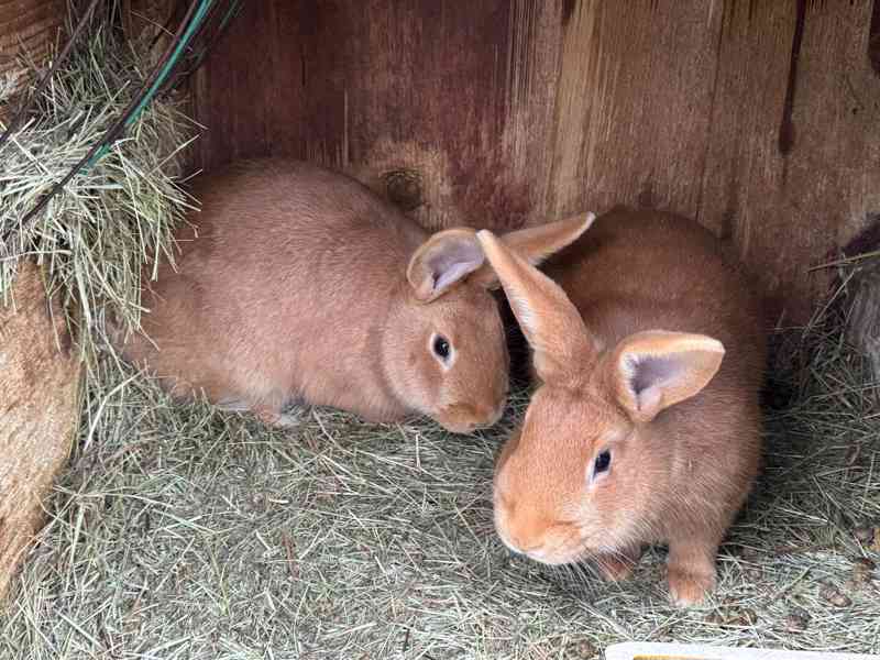 Burgundský králík - foto 4