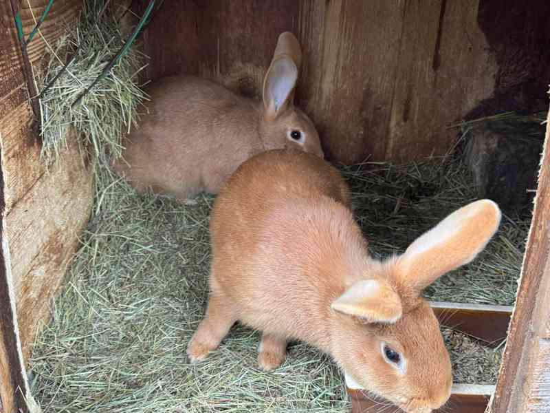 Burgundský králík - foto 1