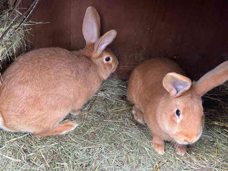 Burgundský králík - foto 2