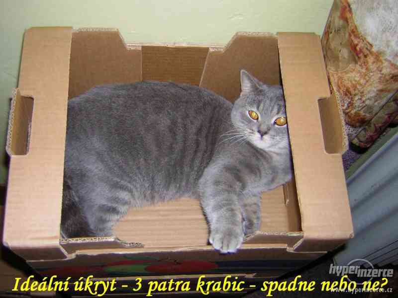Daruji britskou kočku - foto 5