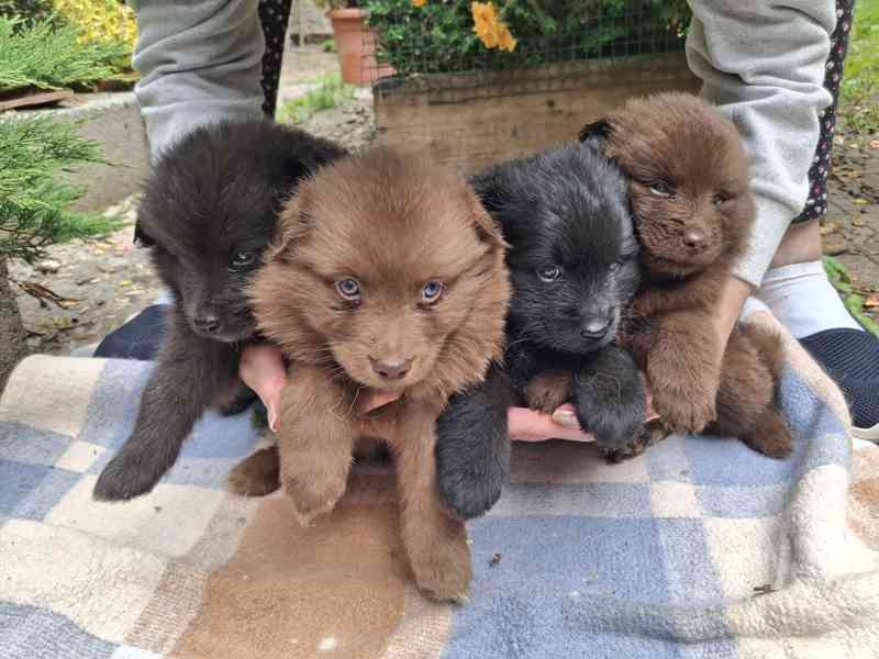 Německý špic velký s PP - foto 1