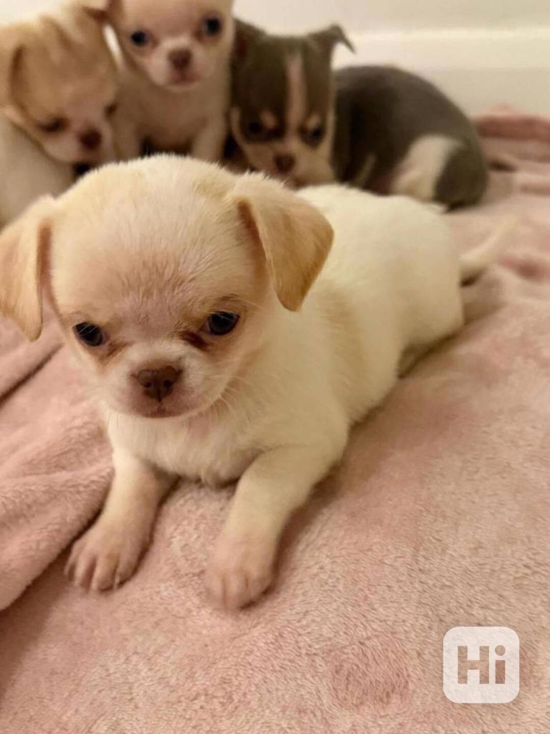 štěňátka Čivava s PP - foto 1