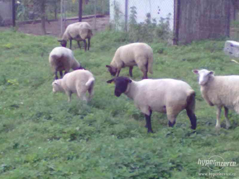 Prodáme dospělé ovce a berana. - foto 4