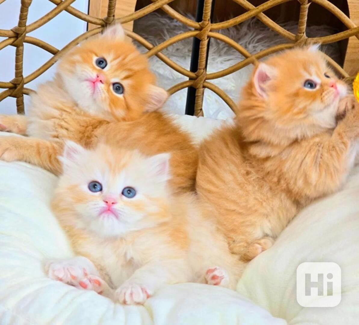 perská koťata koťata k adopci - foto 1