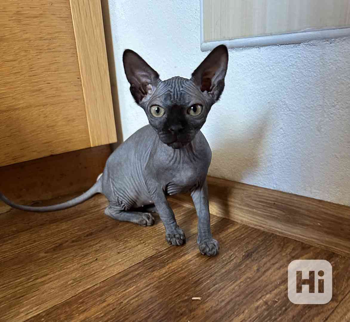 Kanadský sphynx - foto 1