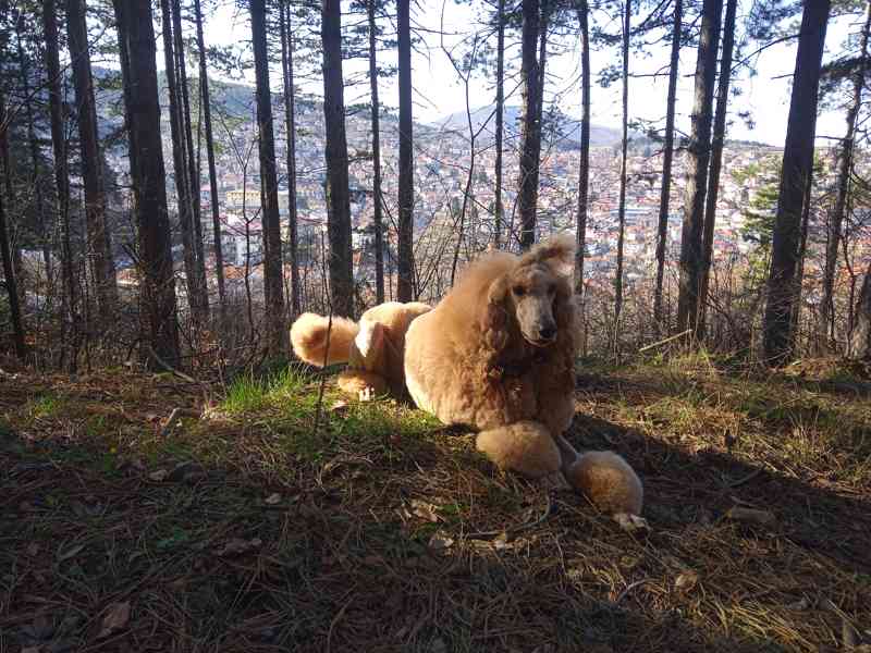 Královský pudl s PP FCI červenoplavý - foto 5