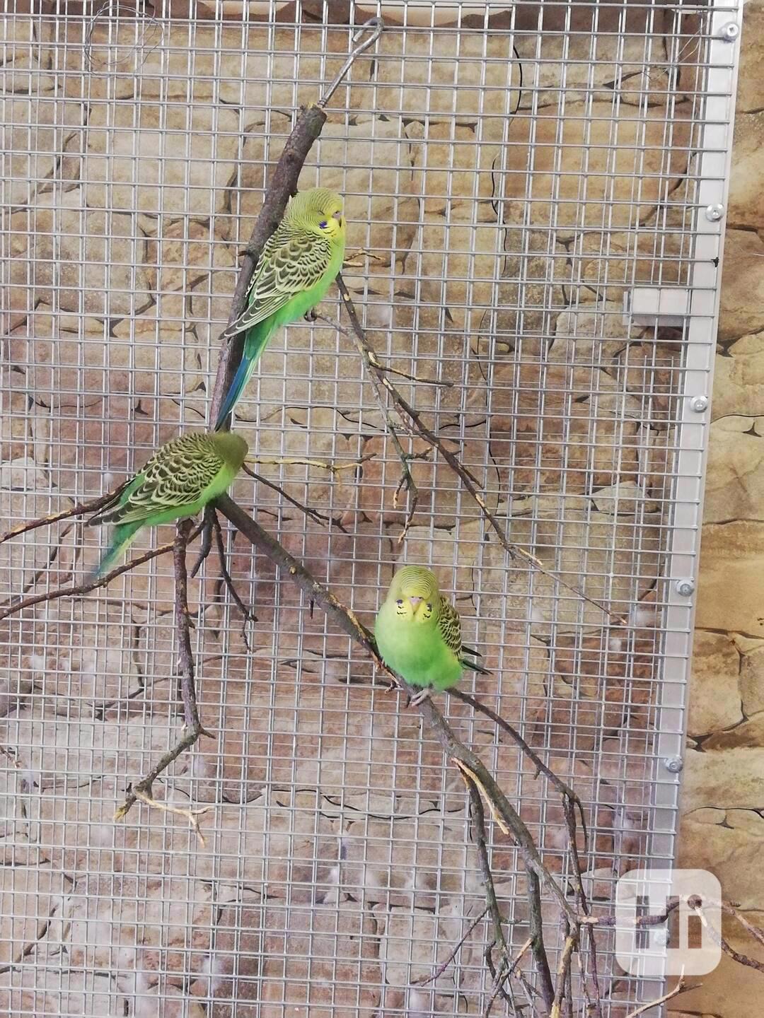 Geneticky čisté, původní australské andulky  - foto 1
