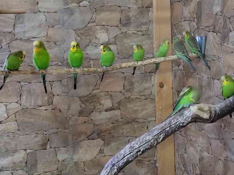 Geneticky čisté, původní australské andulky  - foto 4