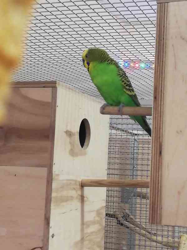 Geneticky čisté, původní australské andulky  - foto 3