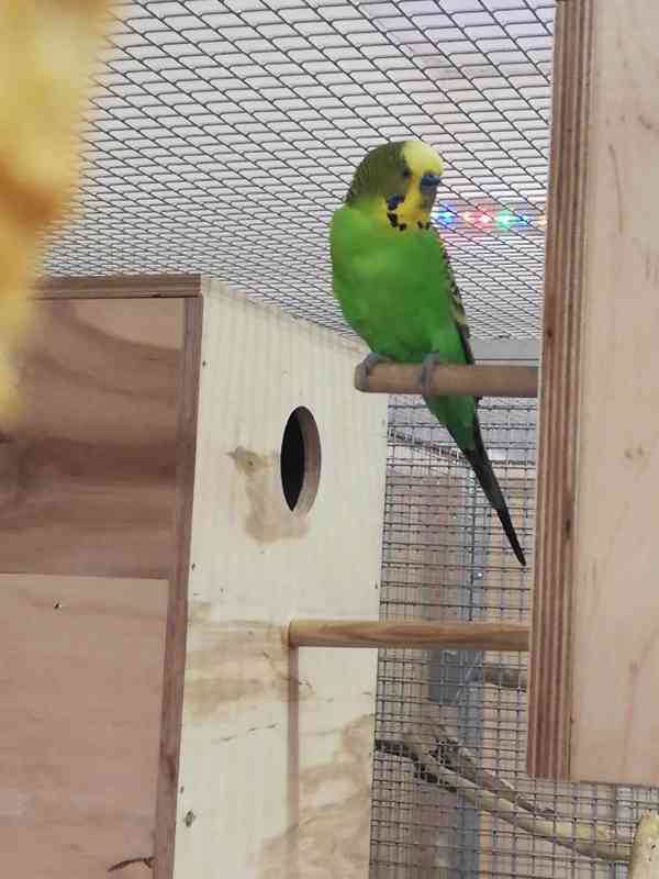 Geneticky čisté, původní australské andulky  - foto 2