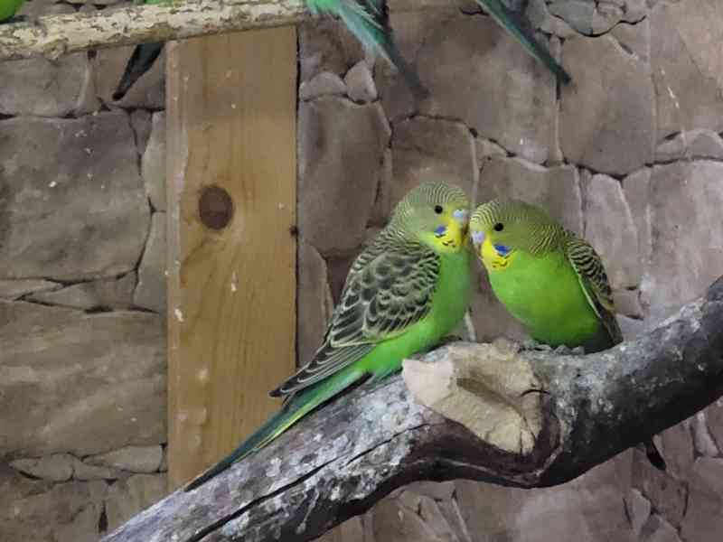Geneticky čisté, původní australské andulky  - foto 5