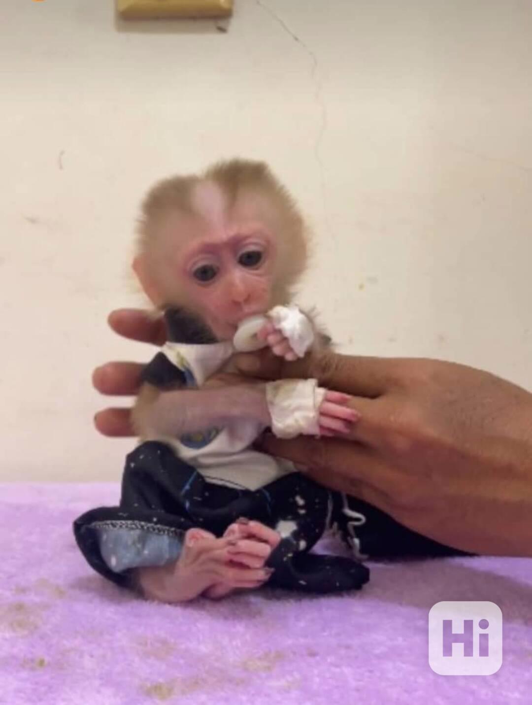 Máme k dispozici tři kapucínské opice - foto 1