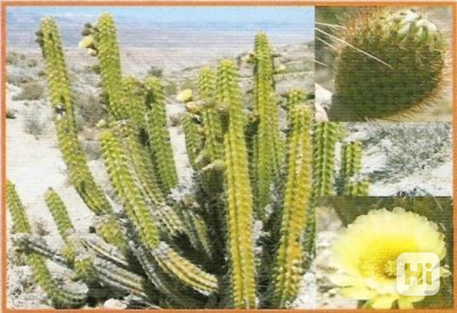 Kaktus Corryocactus brevistylus Balení obsahuje 10 semen - foto 1