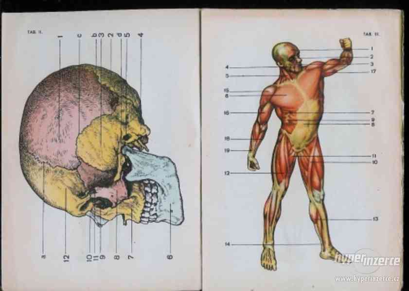 Anatomie a fysiologie člověka pro devátý postupný ročník - 1 - foto 1