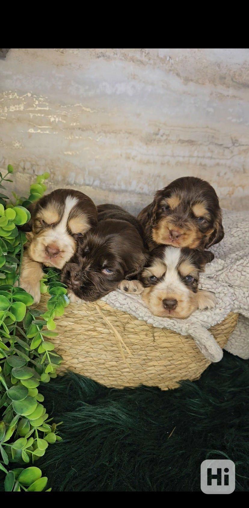 Výjimeční rodokmen Kc Champion Show Cocker Spaniels - foto 1