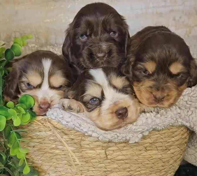 Výjimeční rodokmen Kc Champion Show Cocker Spaniels - foto 2