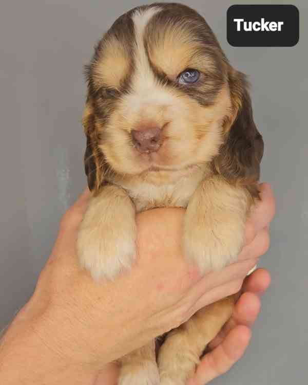 Výjimeční rodokmen Kc Champion Show Cocker Spaniels - foto 3