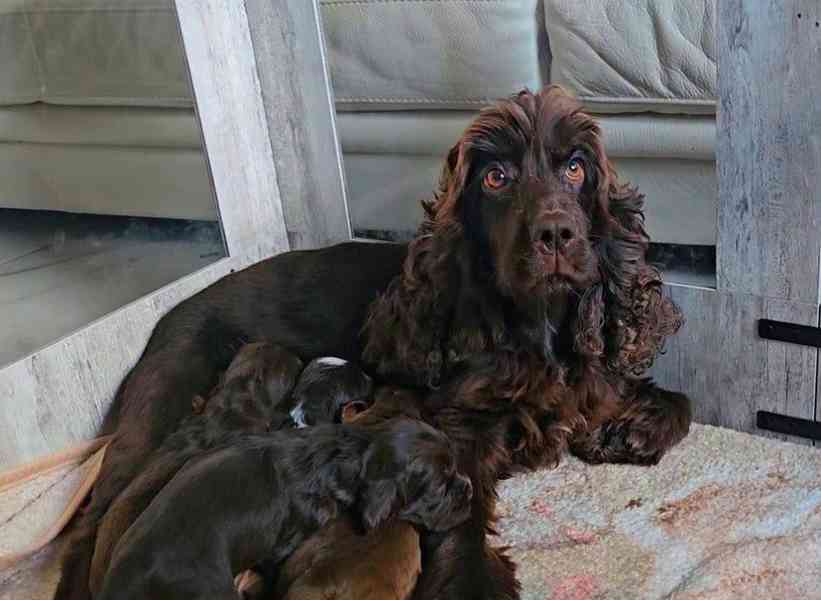 Výjimeční rodokmen Kc Champion Show Cocker Spaniels - foto 6