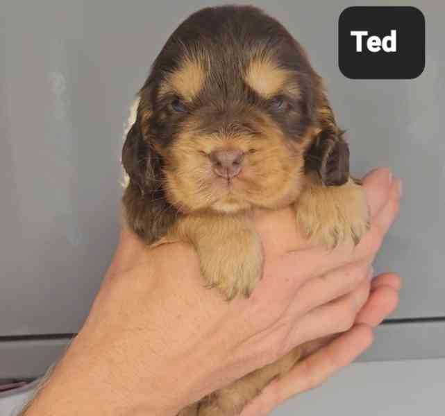 Výjimeční rodokmen Kc Champion Show Cocker Spaniels - foto 4