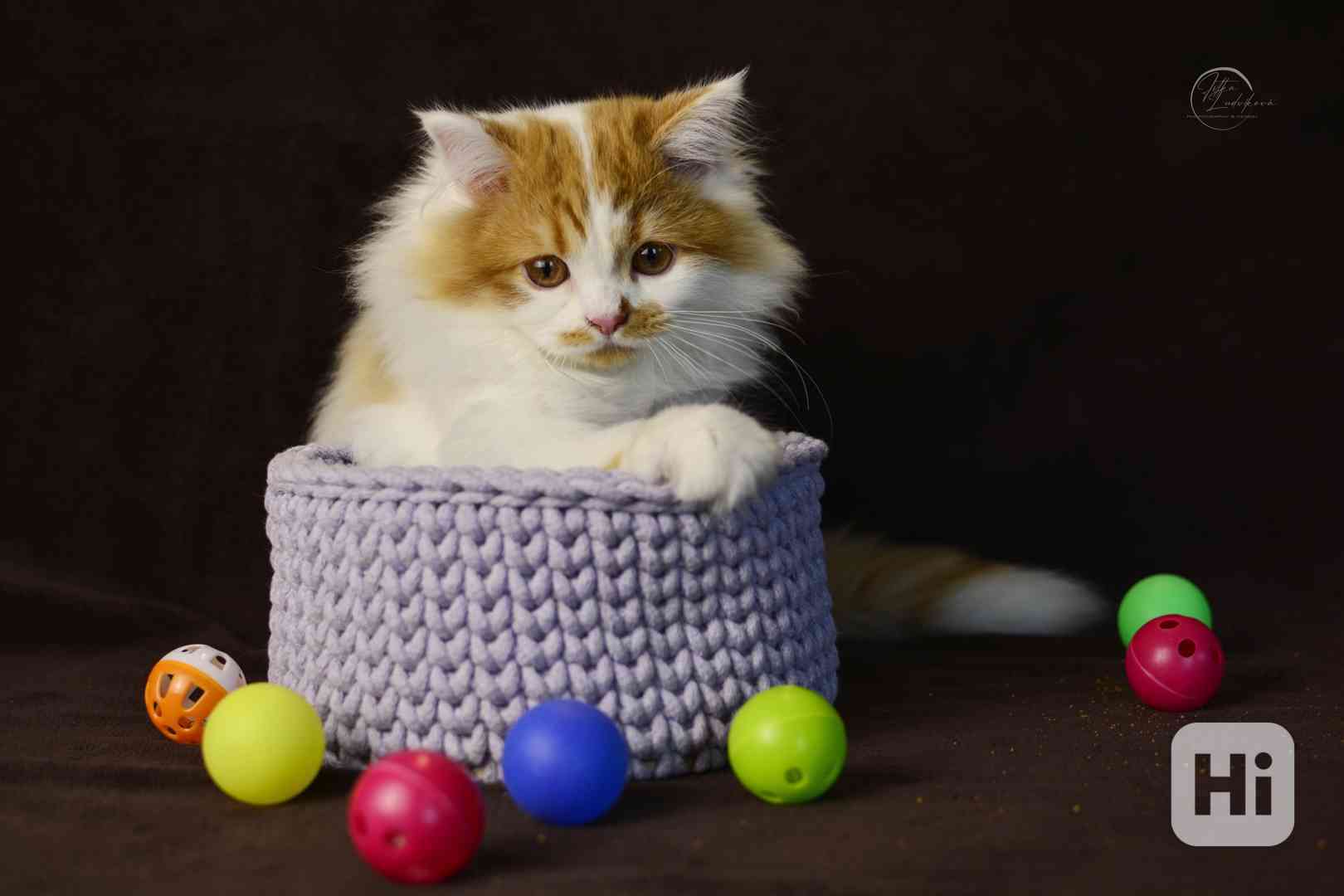 Britský kocourek PP - foto 1