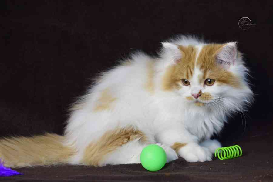 Britský kocourek PP - foto 2