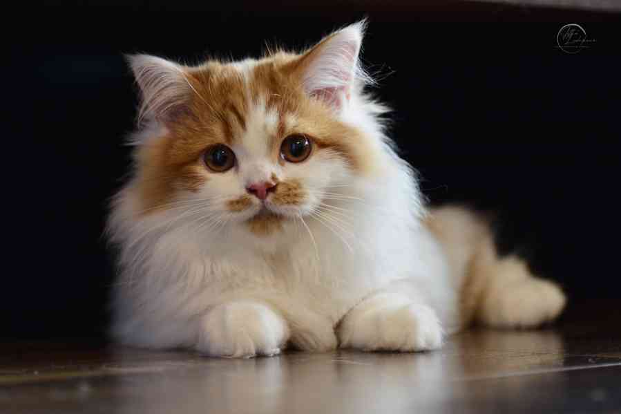 Britský kocourek PP - foto 3